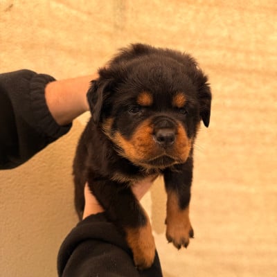 Les chiots de Rottweiler