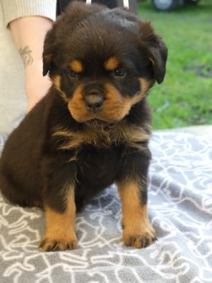 Les chiots de Rottweiler