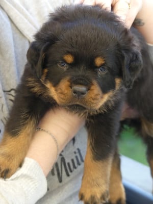 Les chiots de Rottweiler