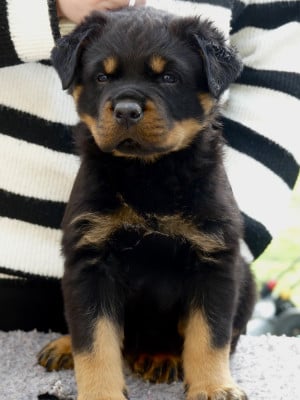 Les chiots de Rottweiler