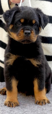 Les chiots de Rottweiler