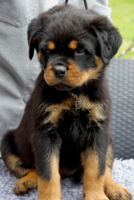 Les chiots de Rottweiler