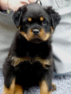 Les chiots de Rottweiler
