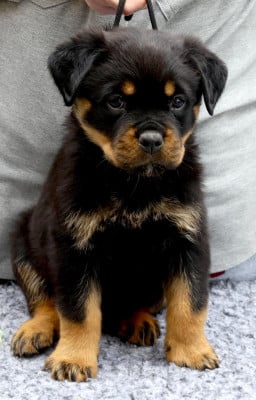 Les chiots de Rottweiler
