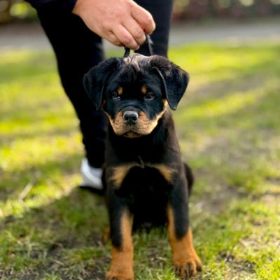 Les chiots de Rottweiler