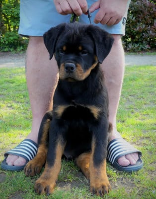 Les chiots de Rottweiler