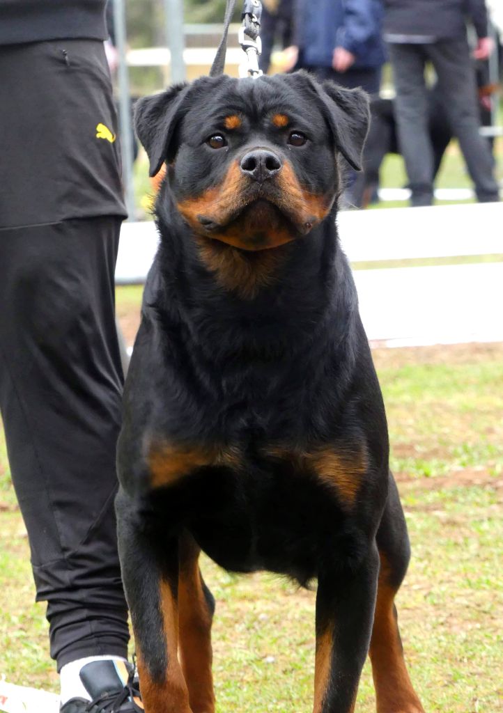 Ondra Des Flammes De La Nuit - Classe jeune femelle : 5ème excelent sur 13 chien