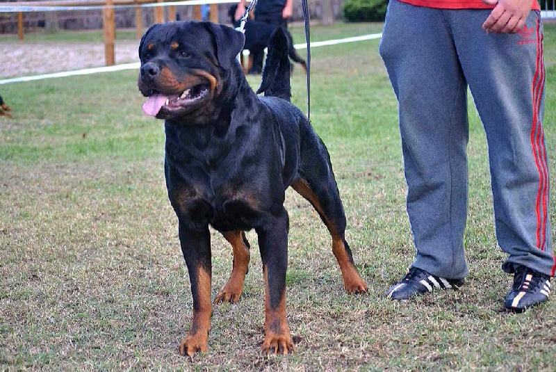 Ich bin wild Des Princes De L'albinol - 5 ème excellent classe ouverte