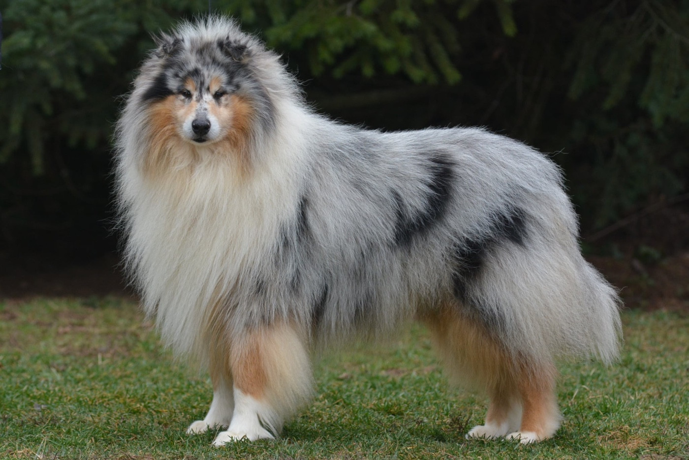 CH. The rock star Des Conquêtes De Don Juan