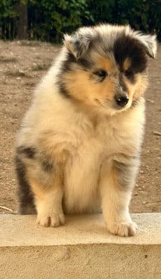 Les chiots de Colley à poil long
