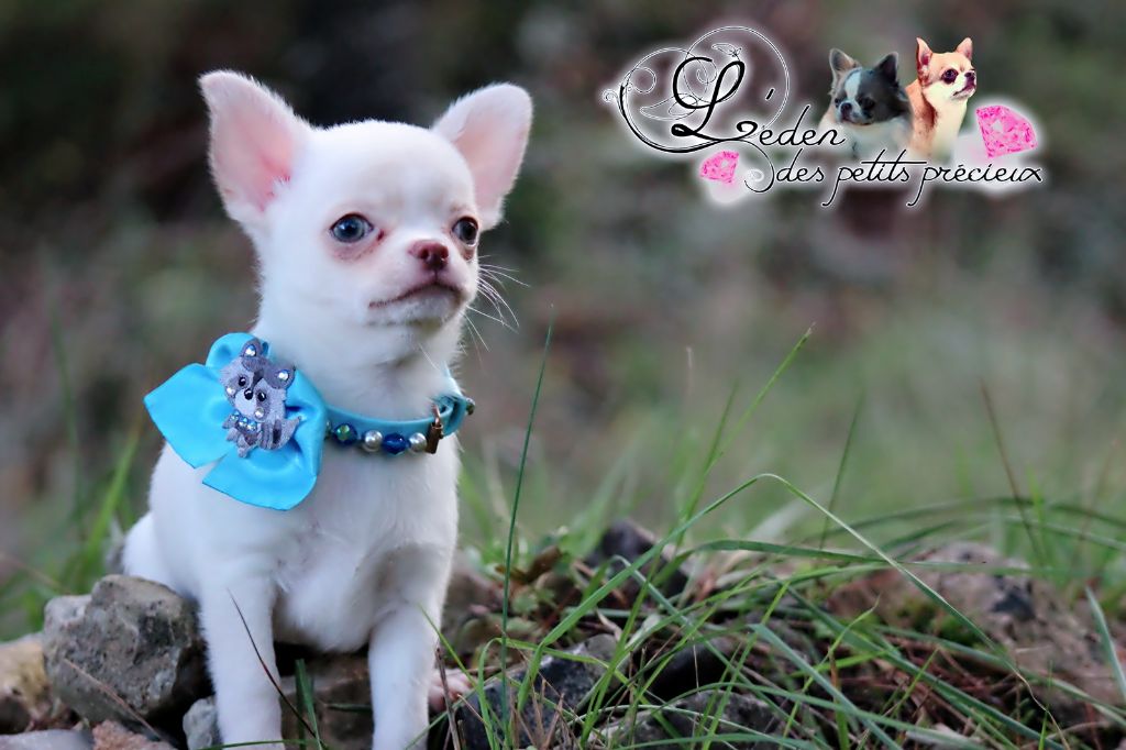 chiot Chihuahua De L'Eden Des Petits Precieux