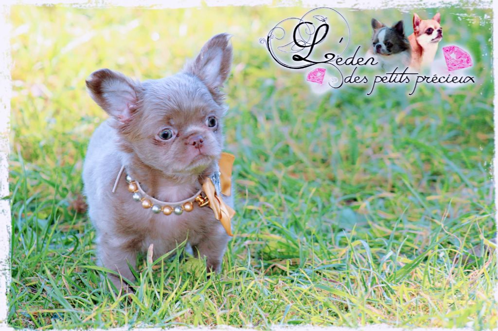De L'Eden Des Petits Precieux - Chihuahua - Portée née le 31/10/2018