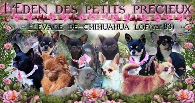 Accueil Elevage De Leden Des Petits Precieux Eleveur De