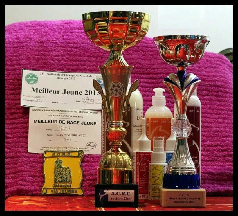 CH. zoya's kingdom Nice man (dit issou) ch.inter multi ch. - 1 e EXCELLENT - Meilleur Jeune