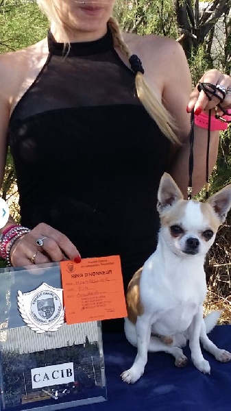 CH. zoya's kingdom Nice man (dit issou) ch.inter multi ch. - 1 e EXCELLENT CACS CACIB Meilleur de Race (sélectionné dans les 6 du ring d'ho
