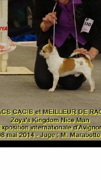 CH. zoya's kingdom Nice man (dit issou) ch.inter multi ch. - 1 e EXCELLENT CACS CACIB & Meilleur de Race