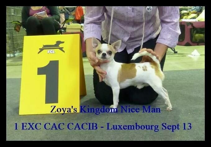CH. zoya's kingdom Nice man (dit issou) ch.inter multi ch. - 1 e EXCELLENT CACL CACIB