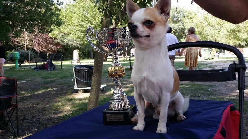 CH. zoya's kingdom Nice man (dit issou) ch.inter multi ch. - 1 e EXCELLENT & Meilleur de Race sélectionné en ring d'honneur