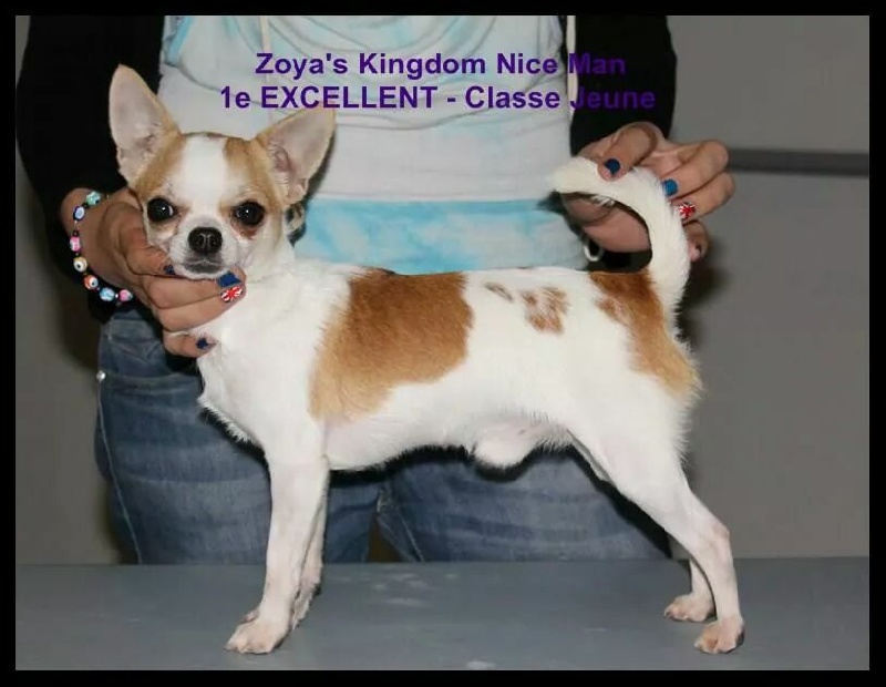 CH. zoya's kingdom Nice man (dit issou) ch.inter multi ch. - 1 e EXCELLENT - Classe Jeune