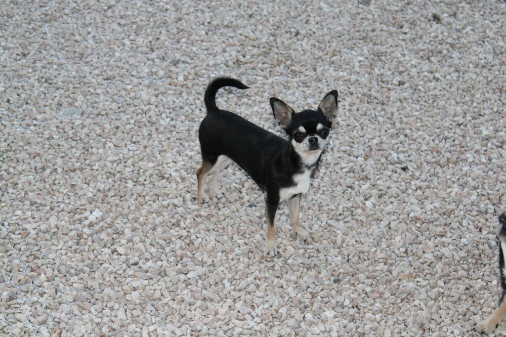 Publication : Of Angel For Ever