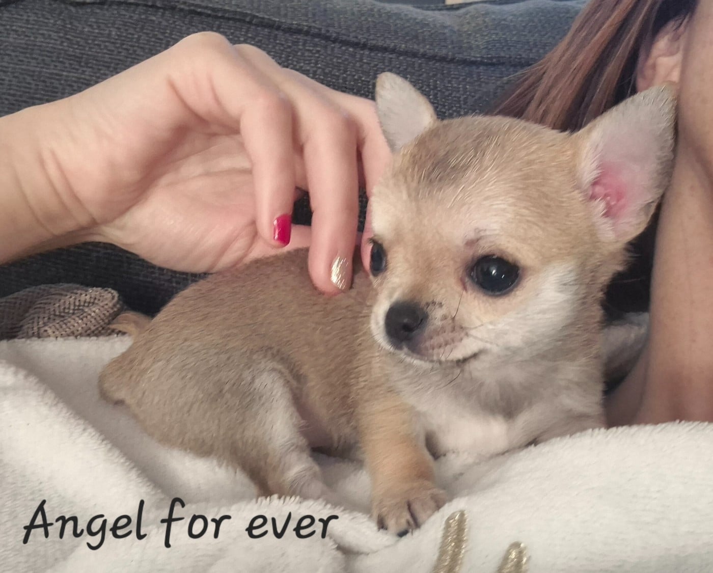 Chihuahua - Of Angel For Ever