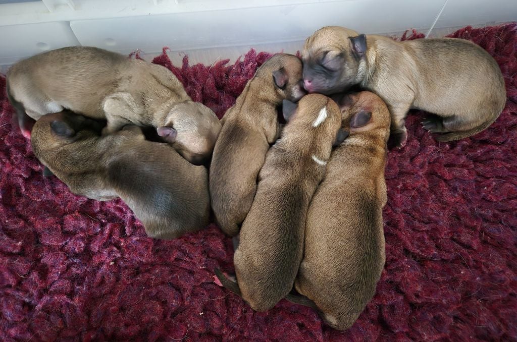 Chihuahua - Of Angel For Ever