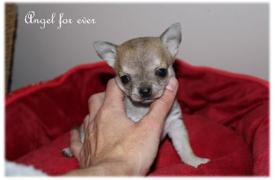 Les chiots de Chihuahua