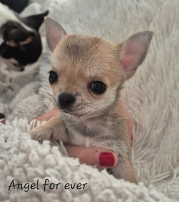 Les chiots de Chihuahua