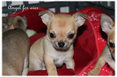 Les chiots de Chihuahua