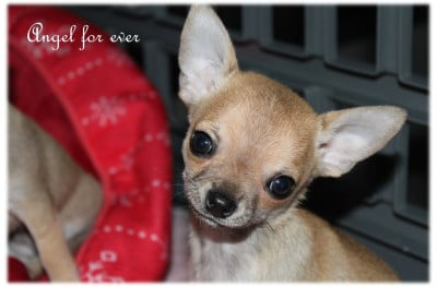 Les chiots de Chihuahua