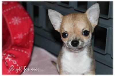 Les chiots de Chihuahua