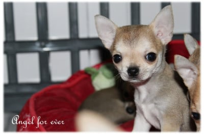 Les chiots de Chihuahua