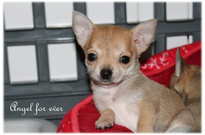 Les chiots de Chihuahua