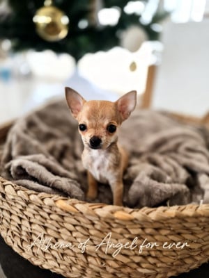 Les chiots de Chihuahua