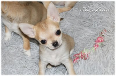 Les chiots de Chihuahua