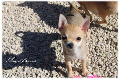 Les chiots de Chihuahua