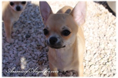Les chiots de Chihuahua