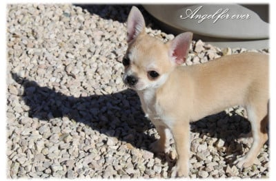 Les chiots de Chihuahua