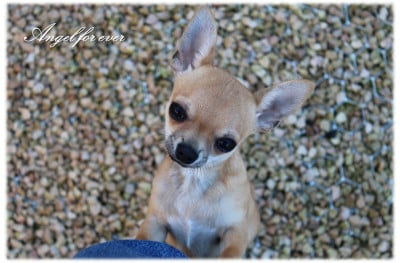 Les chiots de Chihuahua