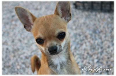 Les chiots de Chihuahua