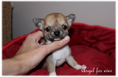 Les chiots de Chihuahua