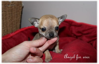 Les chiots de Chihuahua