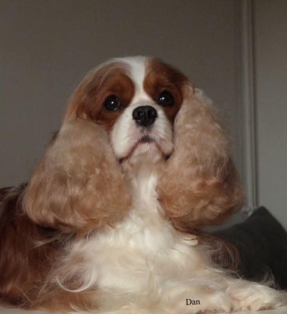 Shelby 2 De la geode