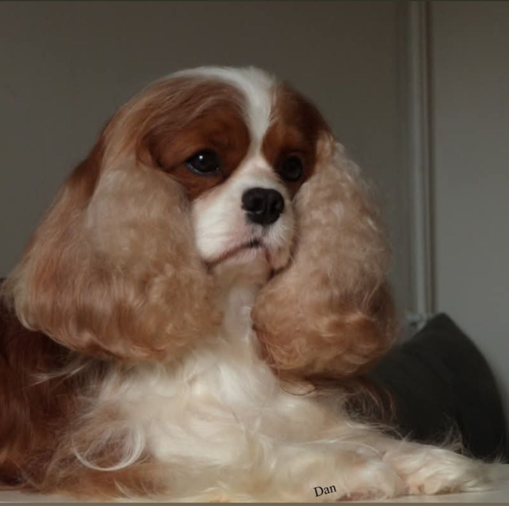 Shelby 2 De la geode