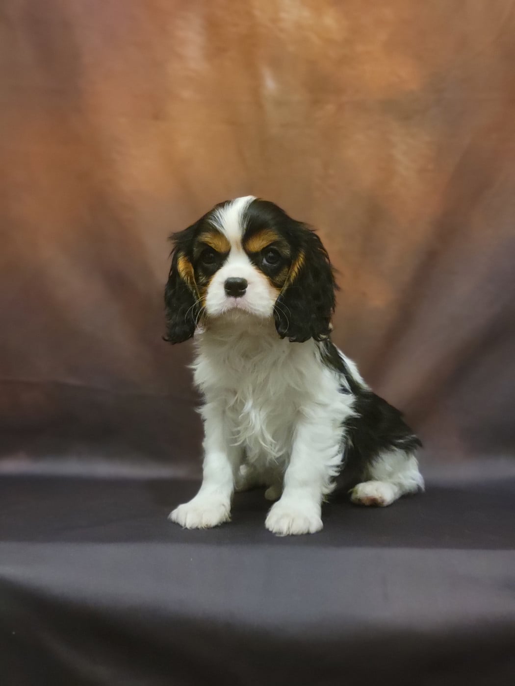 Cavalier King Charles Spaniel - Des Brumes D'Hiver