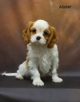 Les chiots de Cavalier King Charles Spaniel