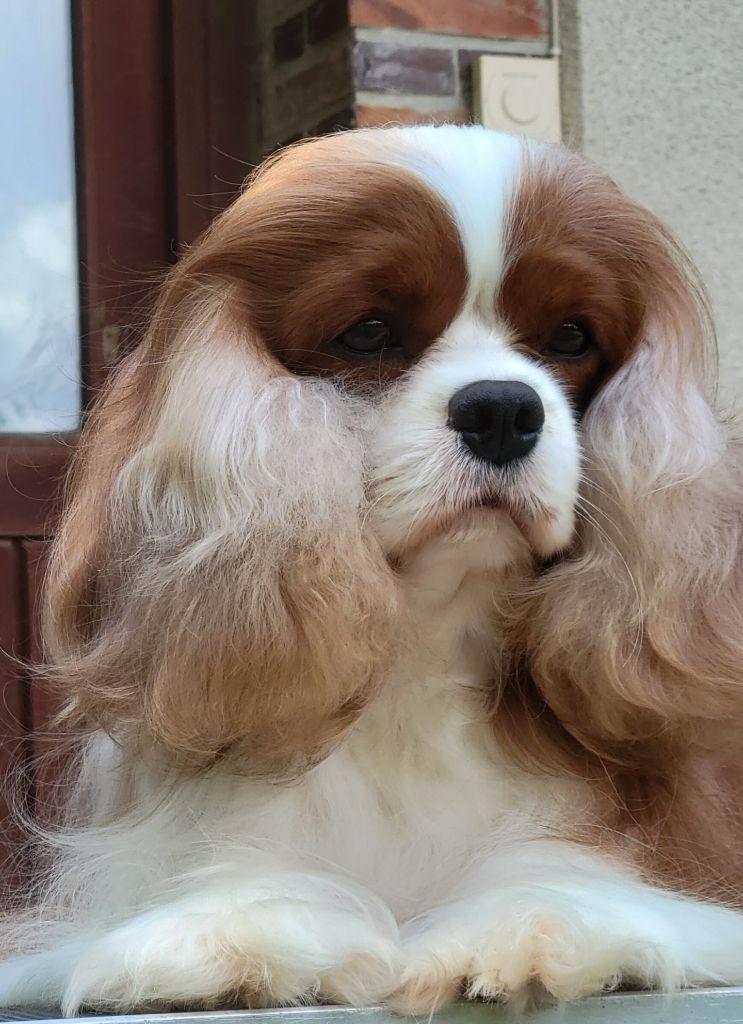 Shelby 2 De la geode - Excellent