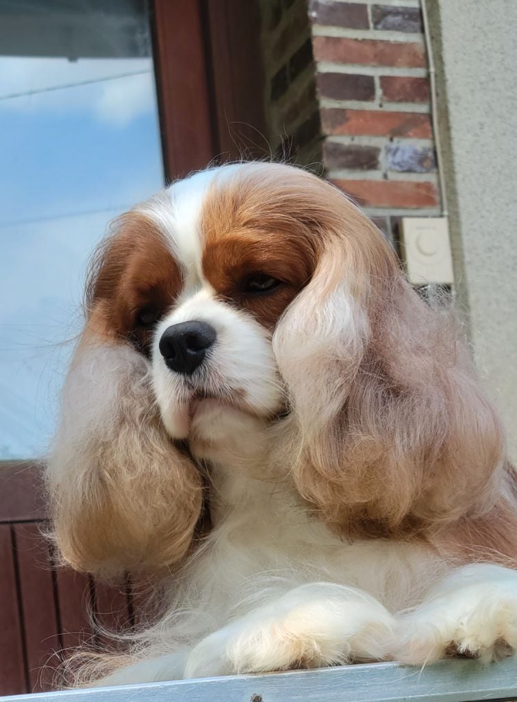 Shelby 2 De la geode - 2 eme excellent R.c.a.c.s