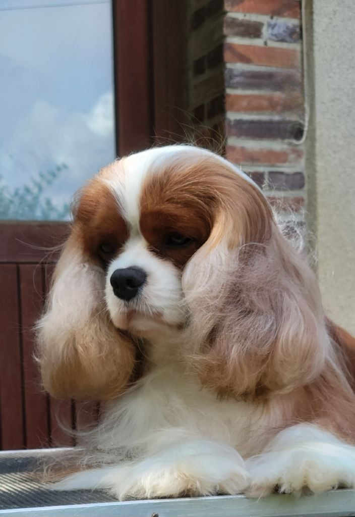 Shelby 2 De la geode - 1er excellent cacs meilleur de race 3em du groupe 9