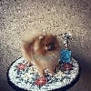wizard galaxy Fauntleroy viraat - Très prometteur - Meilleur puppy
